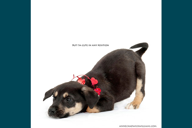 But I'm Cute in Any Position