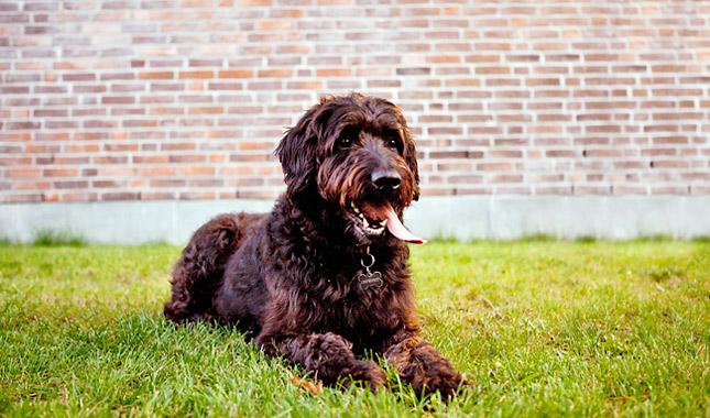 Labradoodle Breed Information