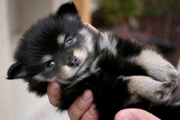 Hold Your Puppy, and Touch His Ears, Mouth and Paws