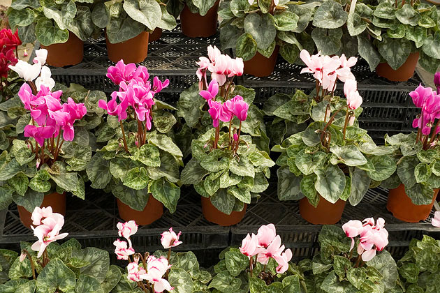 6. Cyclamen