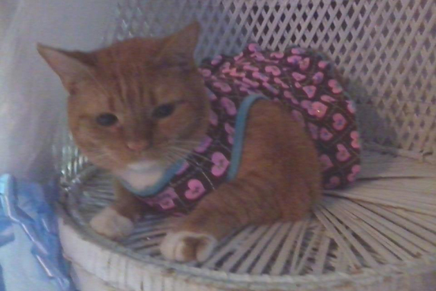 Teddy