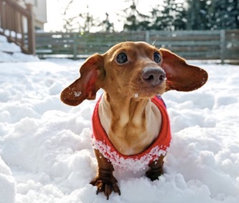 Dachshund 56 pounds