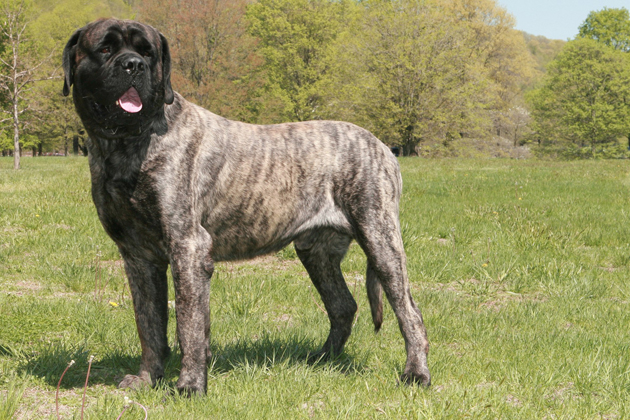 Mastiff