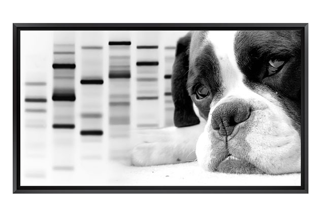 Signature DNA Unleashed Kit