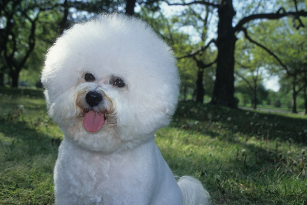 Bichon Frise — Clownish and Curious