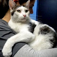 Idaho the cat is up for adoption in Plainfield, N.J. Idaho the cat is up for adoption in Plainfield, N.J.