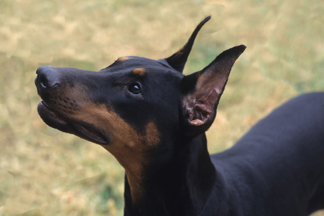 Doberman Pinscher