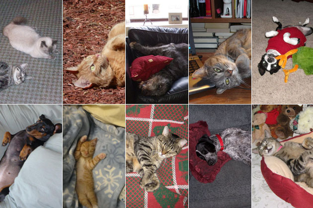 Adorable Pets on Their Backs