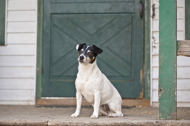 Rat Terrier