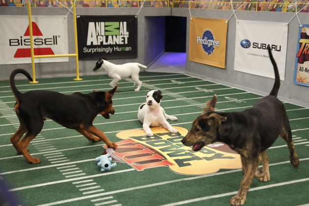 The Puppy Bowl VIII Starting Lineup 