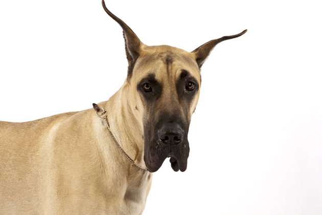Great Dane