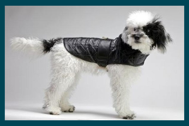 Chien Couture Aviator Jacket