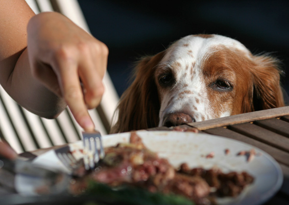 7 Ways You’re Feeding Your Dog Wrong — Photo Gallery