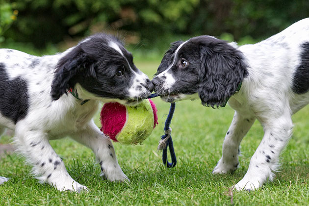 Watch Your Puppy as He Plays With Littermates