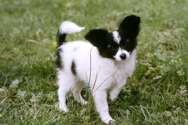 Papillon: A Petite Powerhouse of an Athlete
