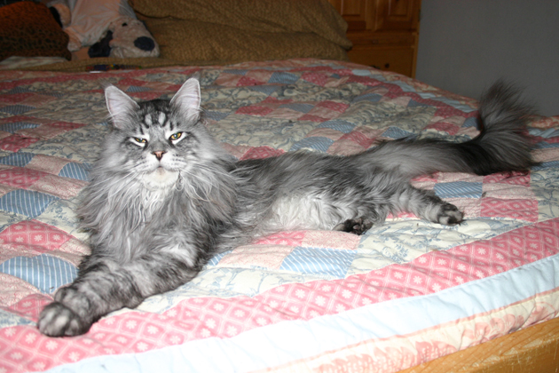 Stewie, the World's Longest Cat With the Longest Tail