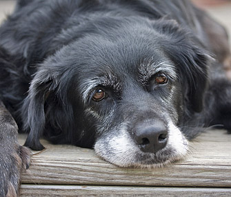Senior dog lying down outside with head resting on porch Senior dog lying down outside with head resting on porch