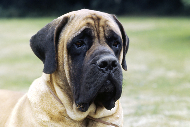 13 Largest Dog Breeds: Towering and Commanding