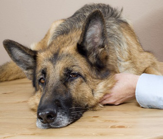 Sick dog
