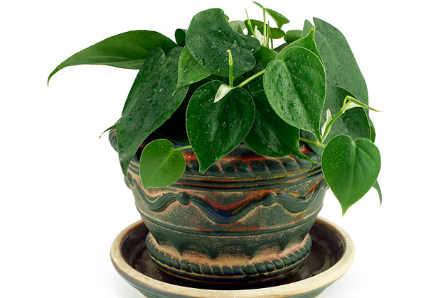 7. Heartleaf Philodendron