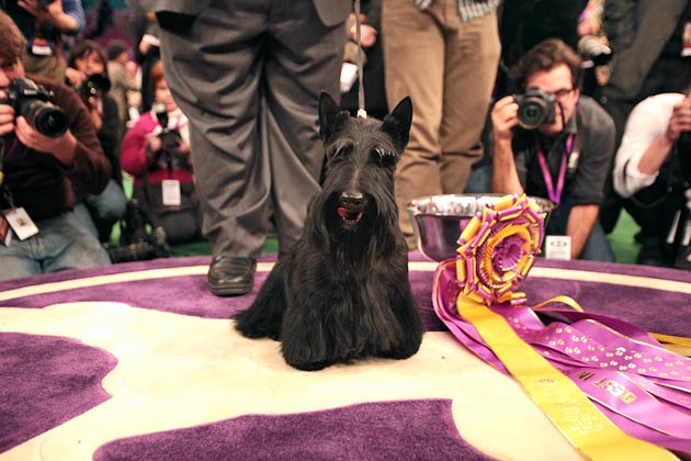 2010: Sadie the Scottish Terrier