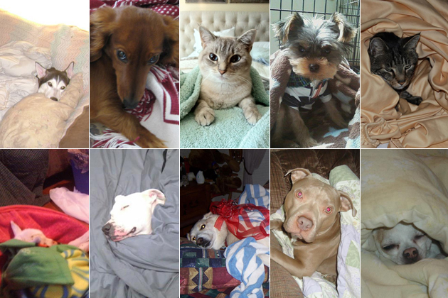 10 Blanket-Loving Dogs and Cats
