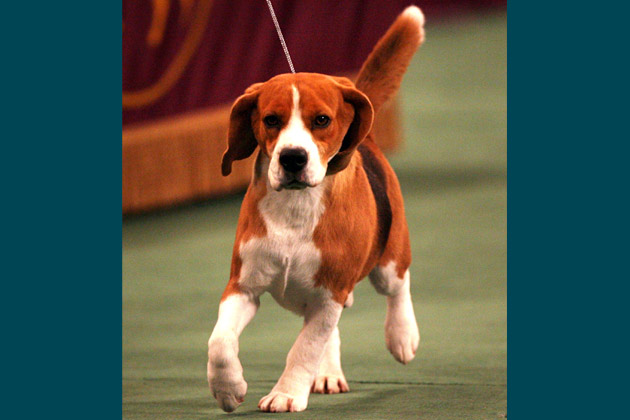 2008: Uno the Beagle