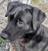 Langley, a homeless pet up for adoption Langley, a homeless pet up for adoption