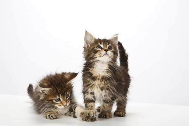 Meet 9 Cat Breeds Who Crave Affection