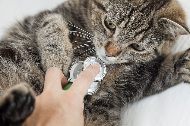 Have Your Vet Check Your Kitten’s Health
