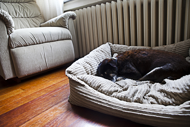 Knowing When to Say Goodbye to Your Dog or Cat
