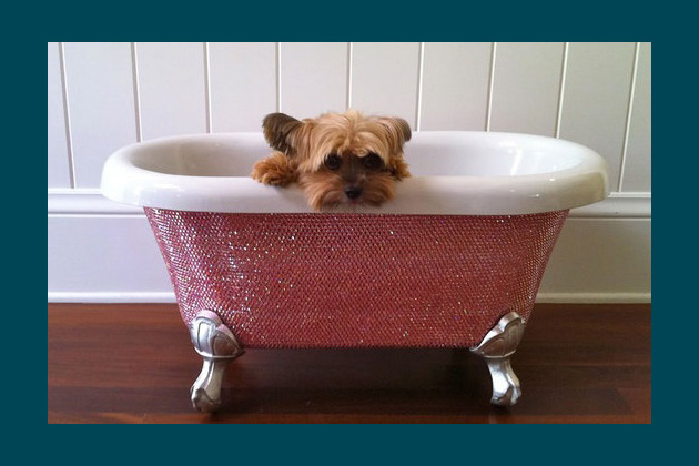 8 Pet Gifts Sure to Give You Sticker Shock 