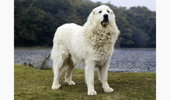 Great Pyrenees Breed Information