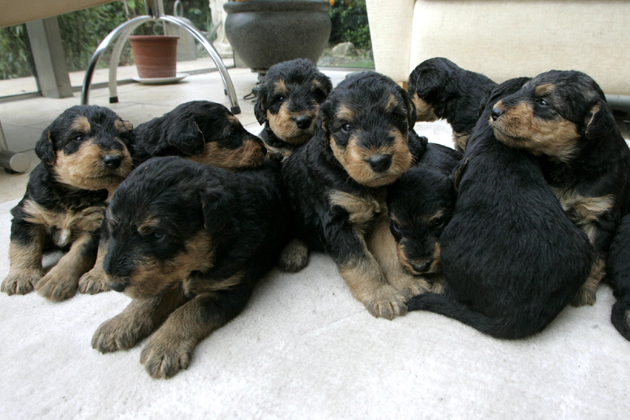 11 Airedale Terriers