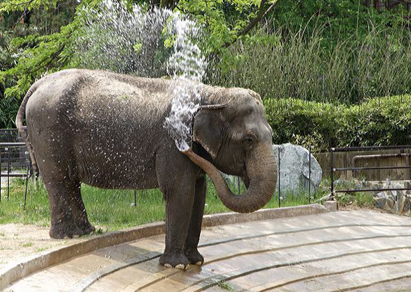 7 Animals That Live Long Lives