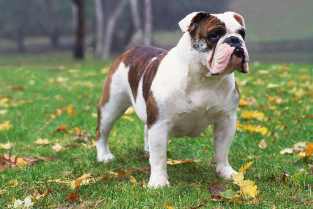 Bulldog — True People-Pleaser