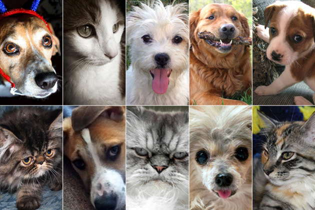 Top 10 Cutest Pets of the Week