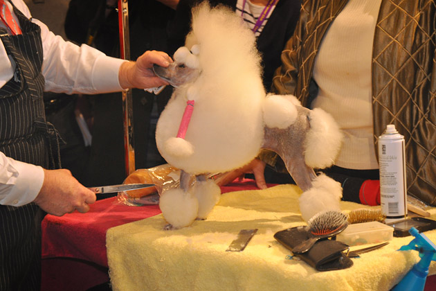 Perfecting That Classic Poodle Look