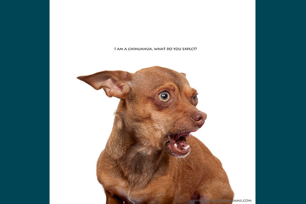 I Am a Chihuahua, What Do You Expect?