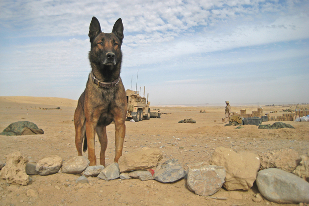 Guard Dog Takes Loyalty to a New Level
