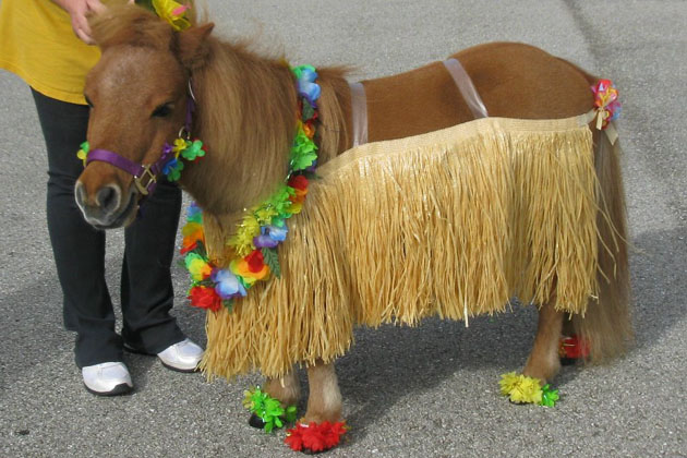 1. Bon-Bon the Mini Horse as a Hula Dancer