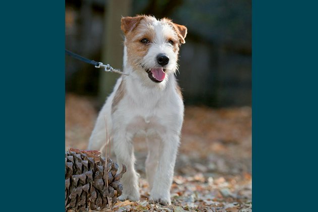 Russell Terrier