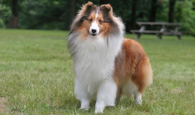 Animal Facts Cougar Canadian Geographic