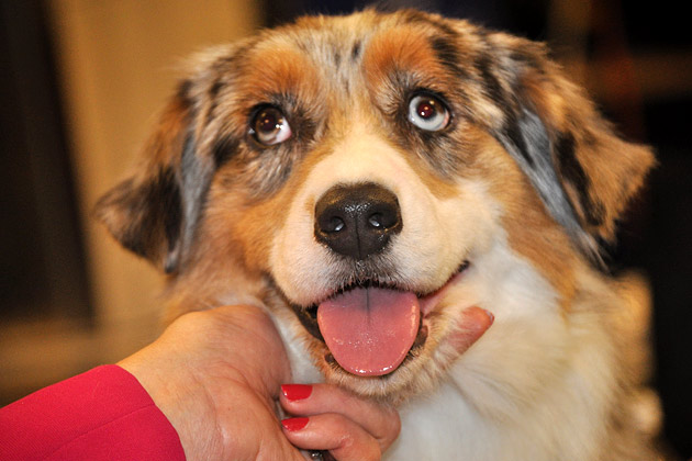 Puppy Dog Eyes