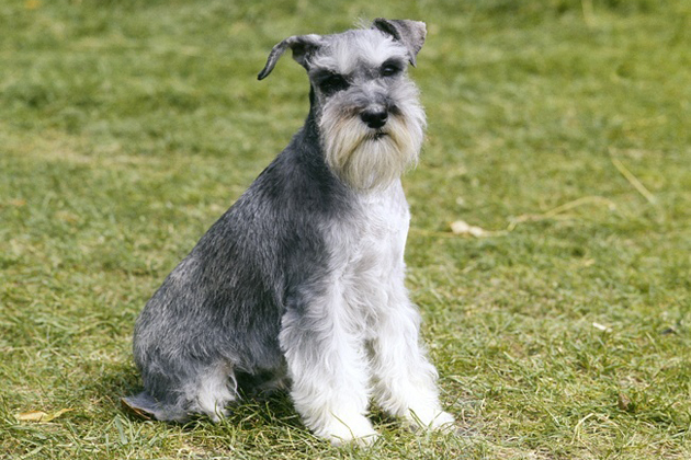 Miniature Schnauzer