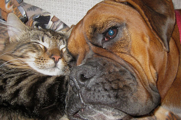 8. Gizmo and Fergie