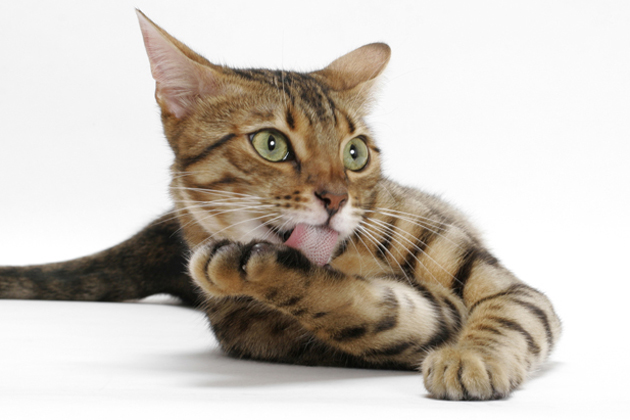 Bengal
