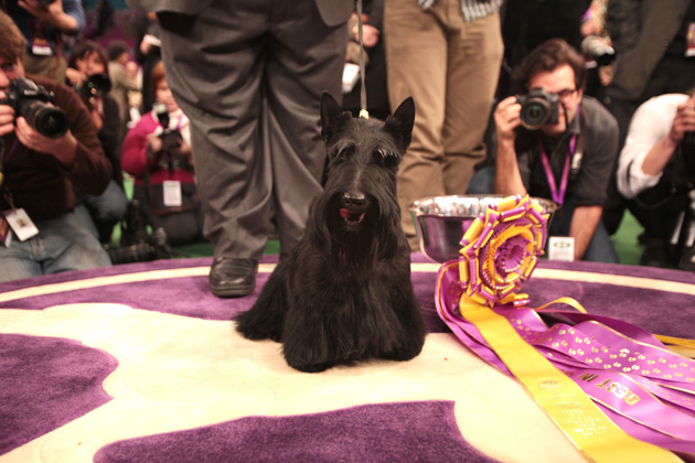 10 Breeds That Often Win at Westminster