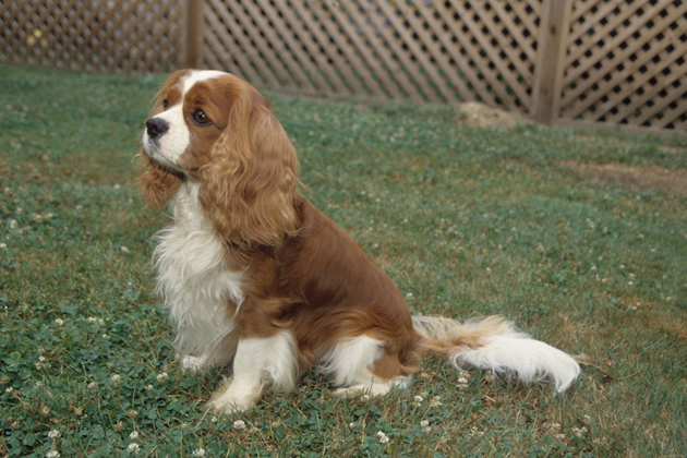 Cavalier King Charles Spaniel — The Ultimate Lap Dog