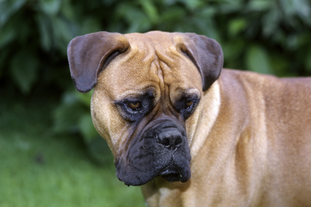 Bullmastiff